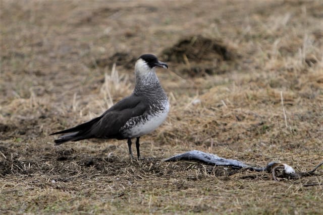 Leveäpyrstökihu (Stercorarius pomarinus) Multiperässä Kuusamossa.