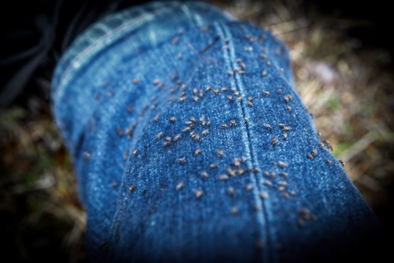 Hellepäivät toivat mukanaan vitsauksen, sillä lämpö sai mäkärät kuoriutumaan runsain mitoin.