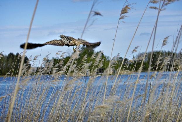 Kaulushaikara on harmaahaikaraa yleisempi Suomessa, mutta sitä on ruovikoissa piilottelevana pesijänä vaikeampi havaita. KUVA: PEKKA RAJALA