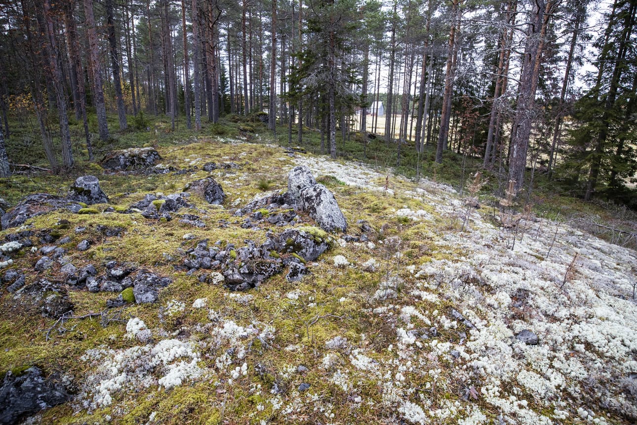 Tervakankaan rautakautisesta kalmistosta on löydetty muun muassa keramiikkaa, pronssi- ja rautaesineitä sekä hioimia ja kvartsiesineitä. Alueella on tehty kaivauksia 1990–1993.