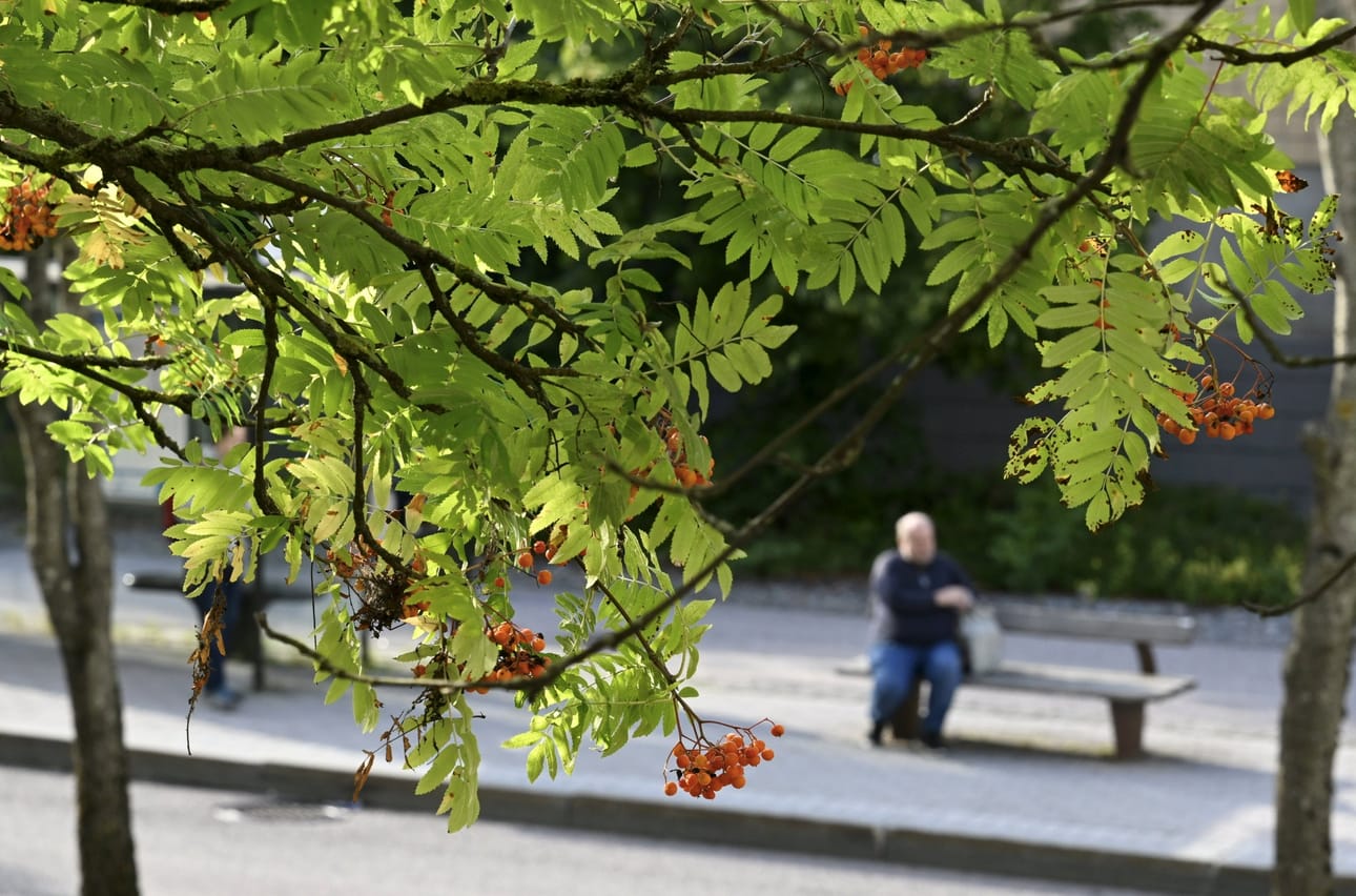 Viikonlopuksi on luvassa varsin lämmintä säätä vuodenaikaan nähden. LEHTIKUVA / Heikki Saukkomaa