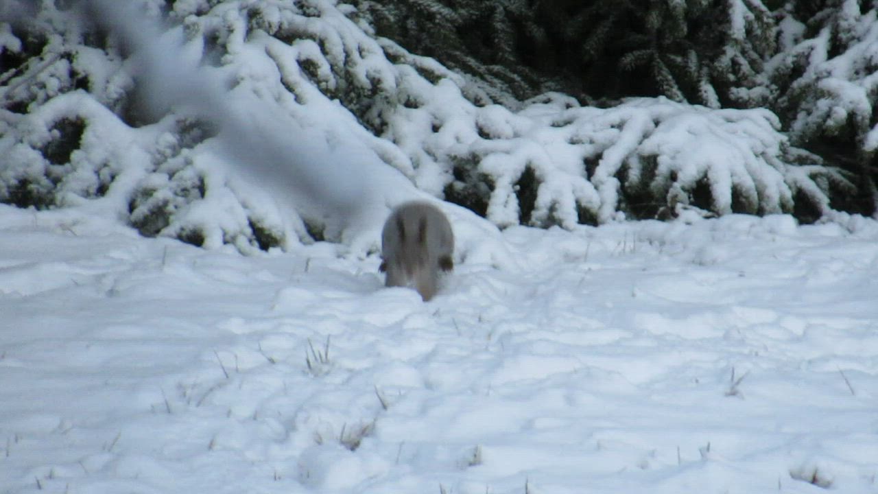 Orava suorittaa sunnuntaiaamun "pikapesun"