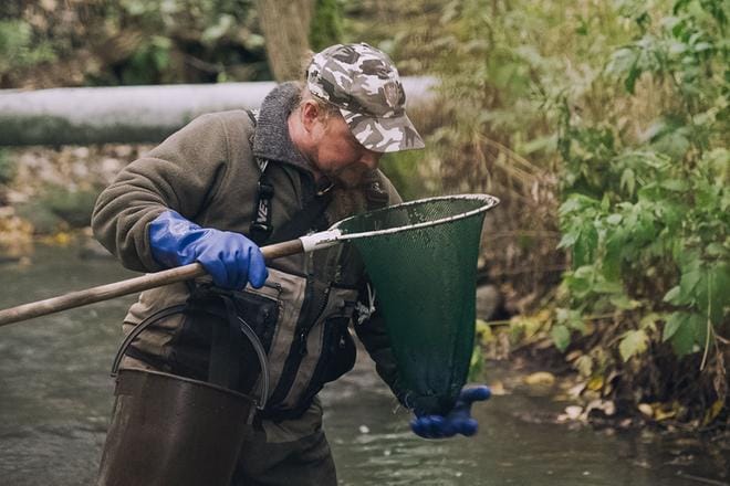 Manu Soininmäki auttaa taimenen poikasten merkkauksessa.