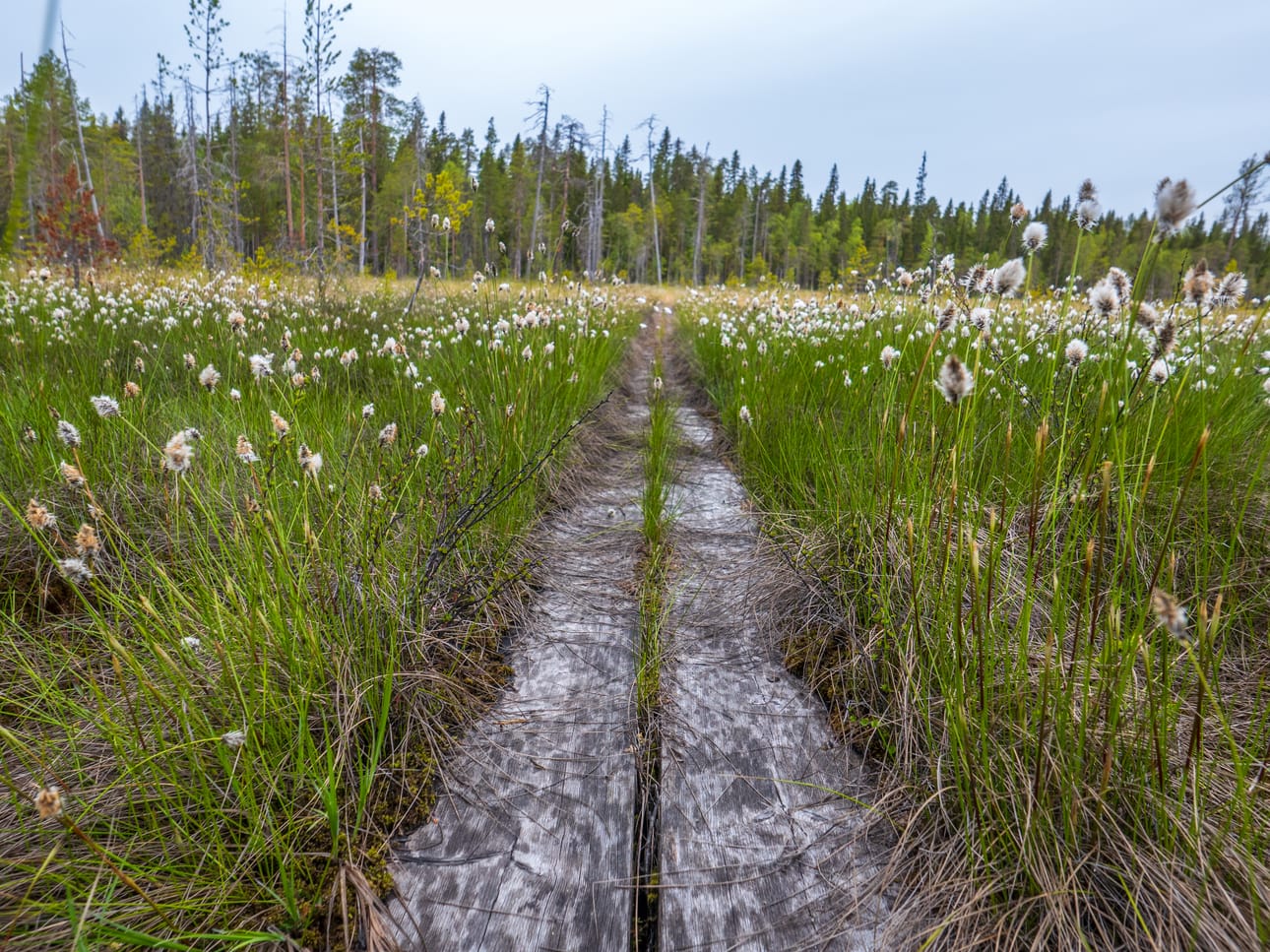Martinselkosen retkeilyreitillä kuljetaan vuoroin suolla, vuoroin metsässä ja sitten taas pienen suon yli. Pumpulimaiset tupasvillat koristivat soita kesäkuun alussa.