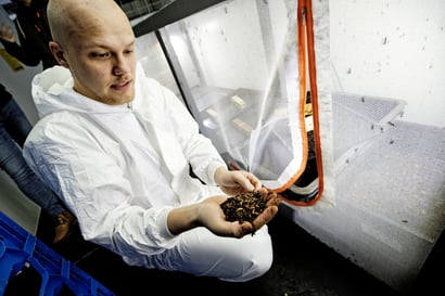 Raahen kautta globaaleille markkinoille – oululaisyritys kehittää mustasotilaskärpäsen toukkien kasvattamista Antinkankaalla