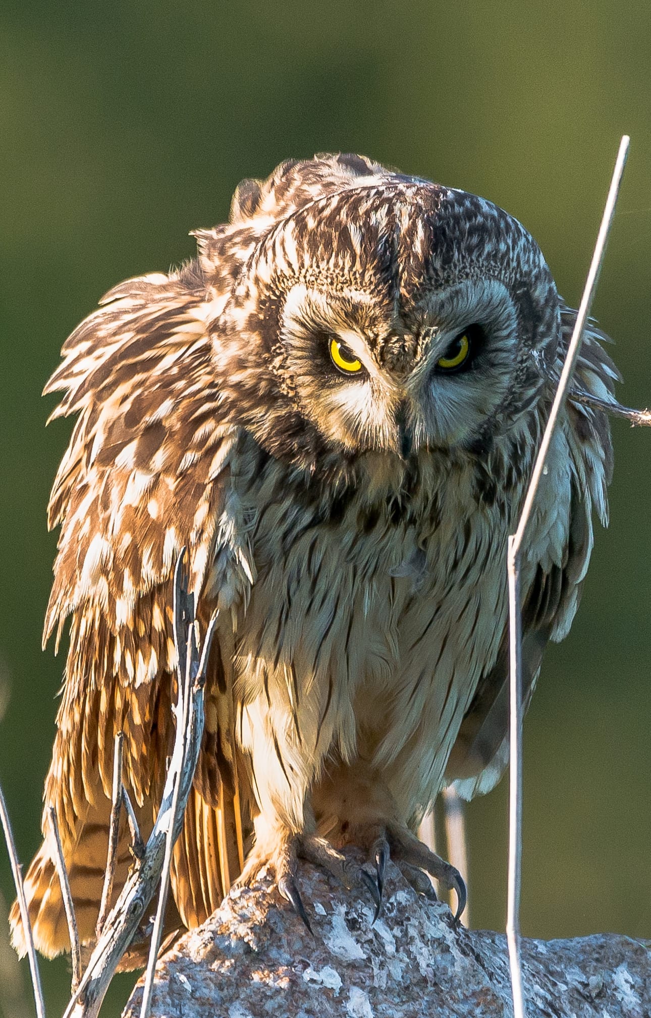 "Nyt kannattais juosta. Saat viisi sekuntia etumatkaa." Suopöllö Kalajoella 3.6.2016.