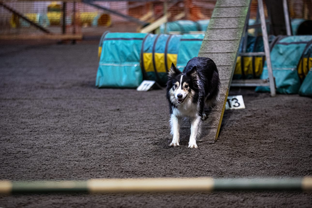 Agility on kasvava harrastus Pohjanmaalla. Bordercollie Luna esteiden kimpussa seuran kylmässä nykyhallissa. Arkistokuva.