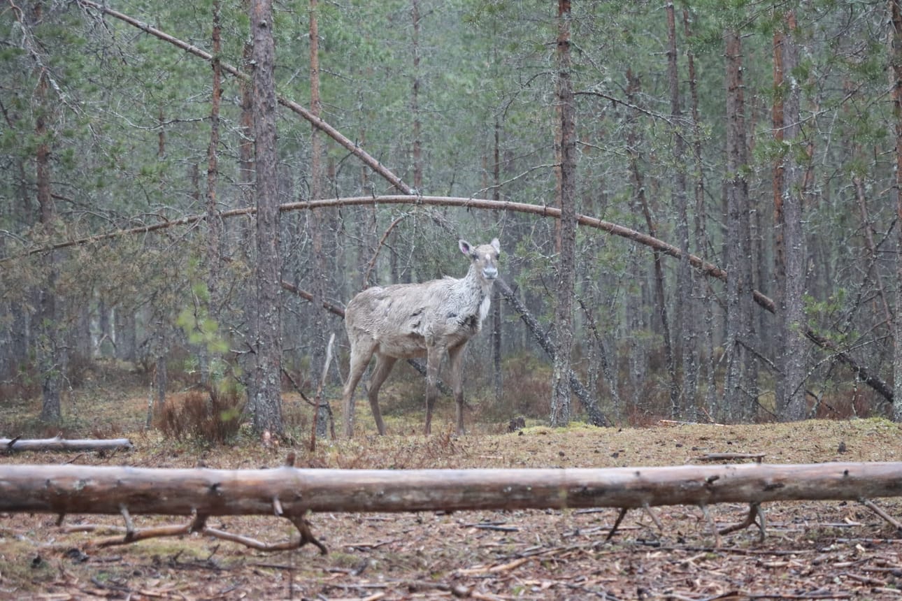 Lauhanvuoren kansallispuiston totutustarhassa elää tällä hetkellä peuralauma, joka aiemmin asusti Ähtärin eläinpuistossa.