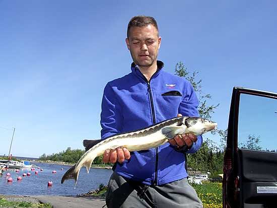 Raahelaisen Teemu Länkisen rysään eksynyt outo kala tunnistettiin kalakirjan avulla sammeksi.