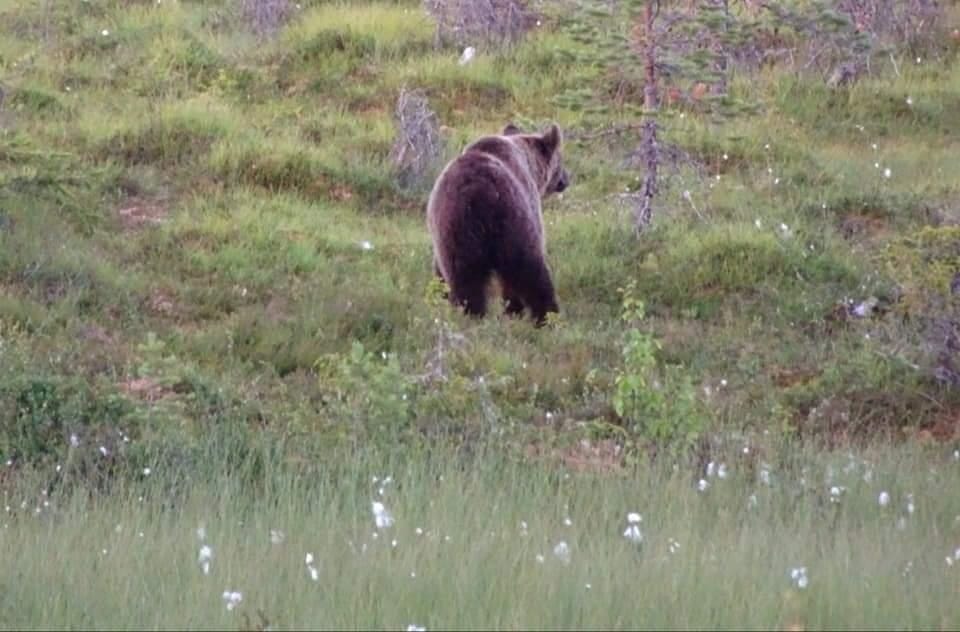 Suolta voi löytää hillan.