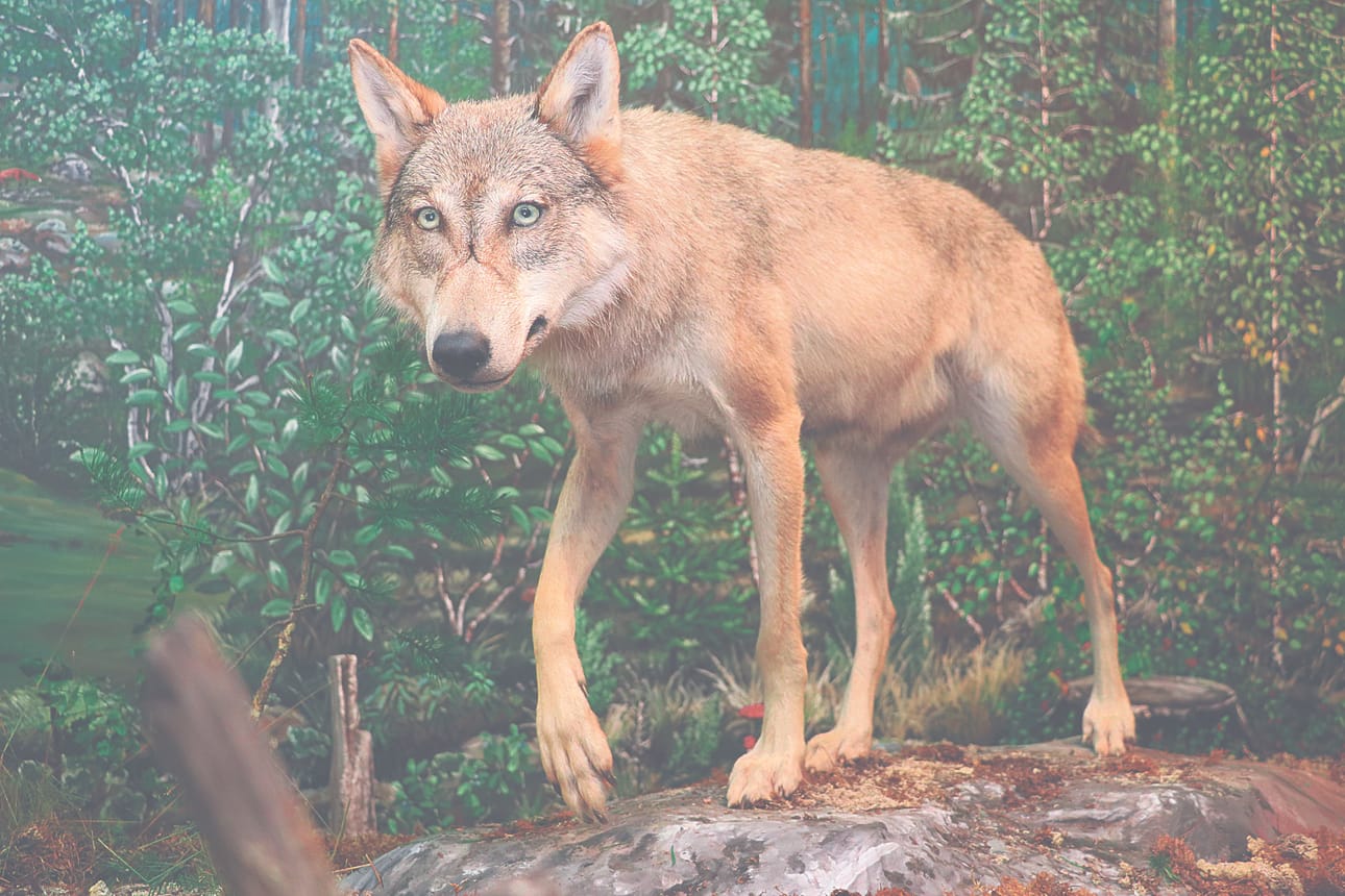 Hirvikanta on alueella hyvä, joten ravintoa susille pitäisi olla, Riistanhoitoyhdistyksestä todetaan.