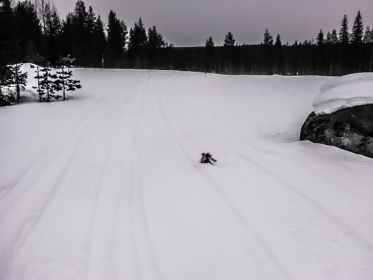 Moottorikelkat aiheuttivat taimikkotuhoja pääsiäisen aikaan muun muassa Rovavaaran rinteessä Kuusamossa.