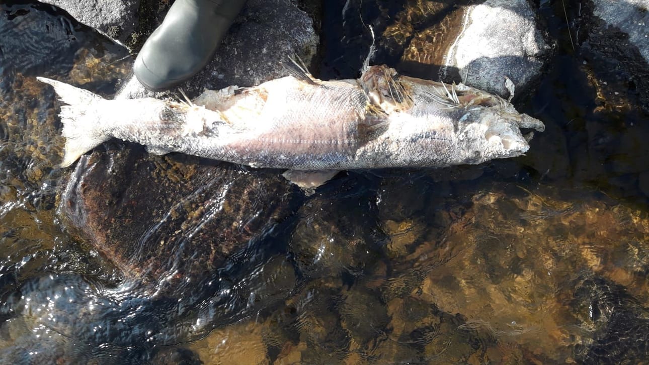 Kalastajat ovat havainneet Tornionjoessa kuolleita ja kuolemassa olevia kaloja. Kuvan lohi löytyi Ruotsin puolelta Pajalasta.