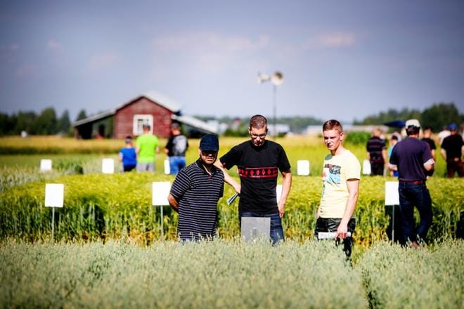 Veli-Matti Turja, Sami Pönkä ja Jarno Pökkä tarkastelivat silmä kovana Pohjanmaan peltopäivässä lajikeruudukkojen kasvua. KUVAT: JAAKKO ELENIUS