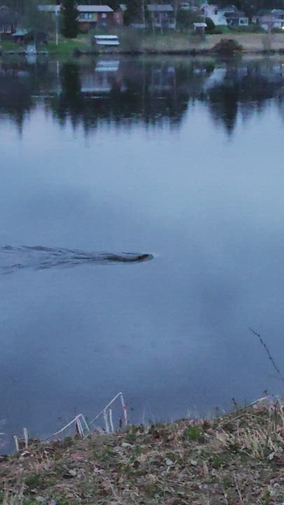 Majavan rauhallinen yöuinti oli mielenkiintoista katseltavaa, kun en yhtään osannut odottaa, että Rantakastellissa olisi sellainen olento. Se kantoi jotain suussaan, mutta oli vaikeaa tunnistaa, mikä se oli.