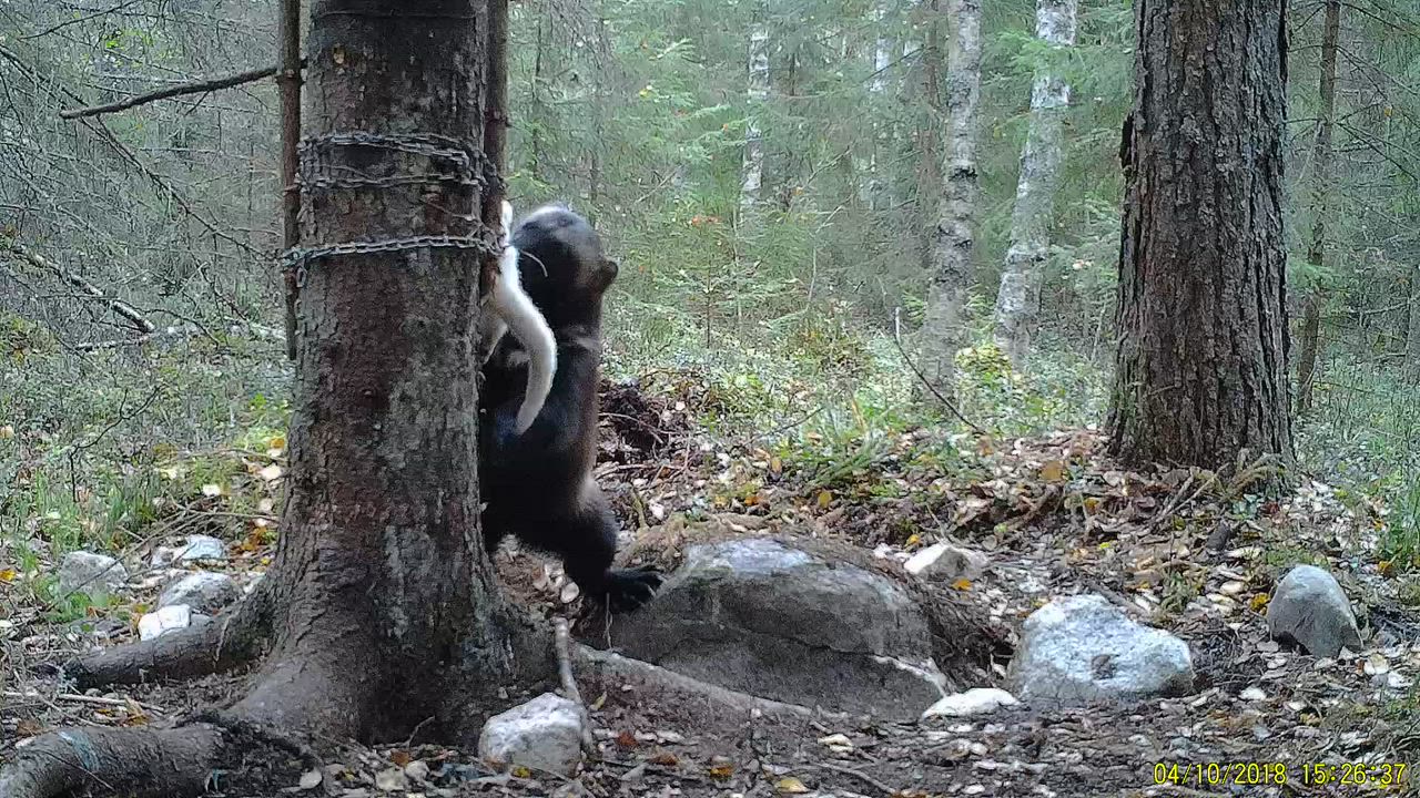 Ahma lähikuvassa
