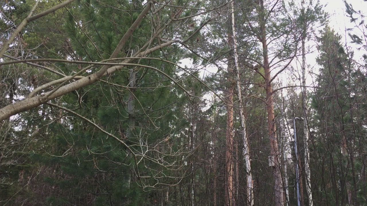 Mikä lintu lauloi?