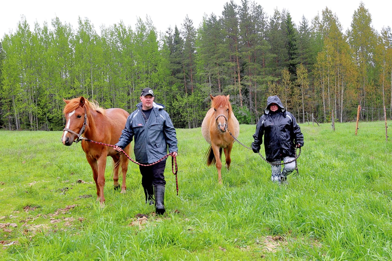 Susien säikäyttämät Tuomo ja Eija Mettovaara aitauksessa olleen tamman ja varsan kanssa. - Susien tulo omalle reviirille muuttaa elämäämme. Yöllä jo mietimme, että miten tästä kerrotaan lapsille, Tuomo Mettovaara sanoo.
