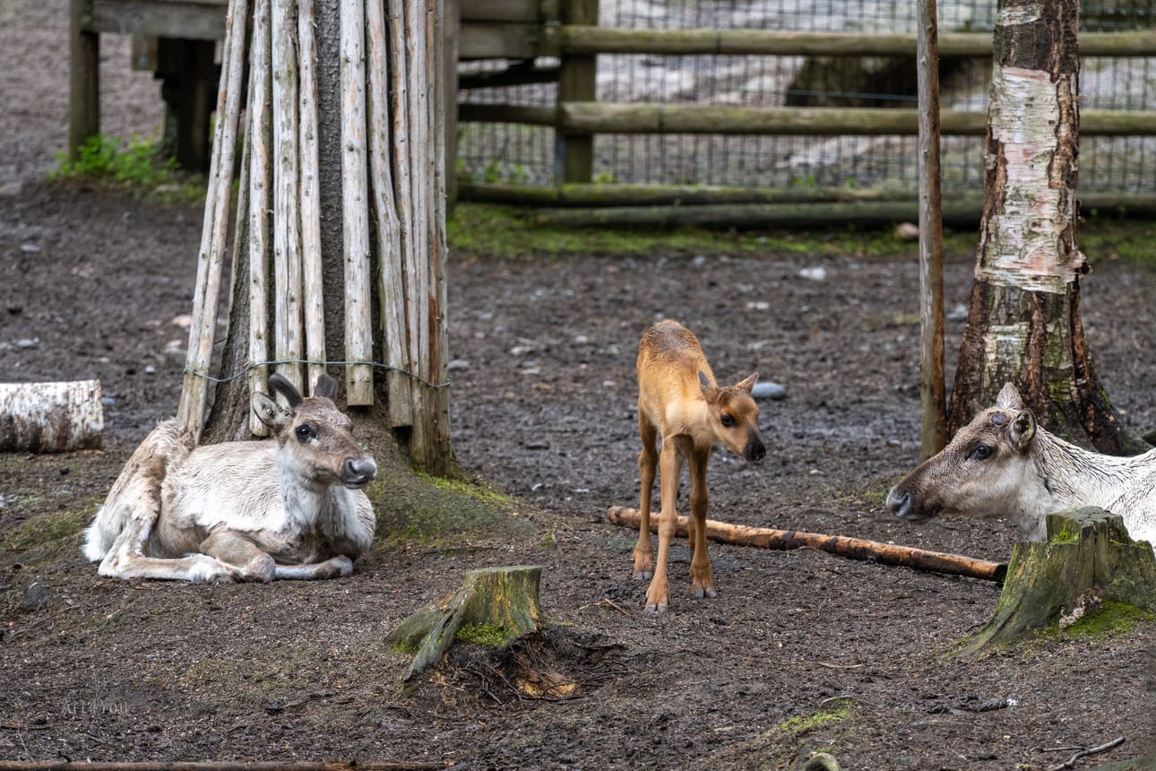 Metsäpeuran vasa tarkkailee ympäristöään.
