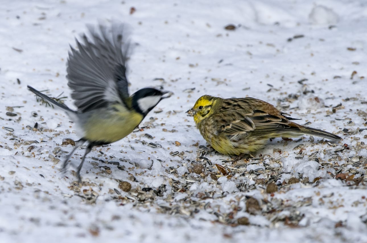 Lintuharrastus on mainio tapa viettää aikaa, kirjoittaa Iivari Paananen.