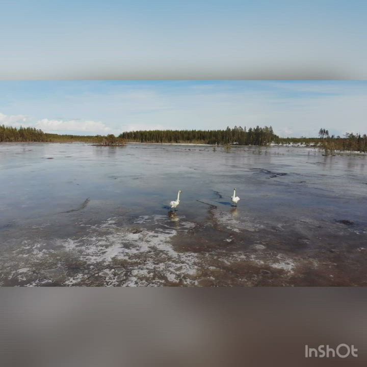 Joutsenia pääsiäisenä