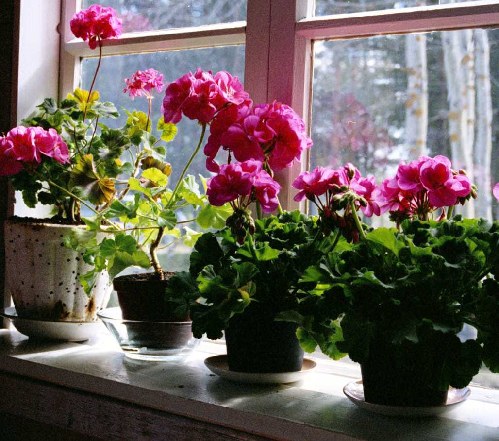 Pelargoni eli pelakuu oli suosittu huonekasvi Kuusamossa jo vuosisata takaperin. Pelargonia voi lisätä pistokkaista, siemenistä ja taimista. Kasvin juuret ovat eteläisen Afrikan luonnossa.