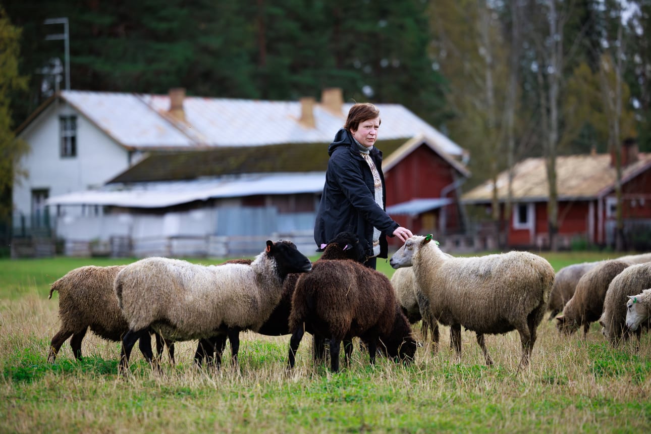 Outi Vatajalla on peräti 40 lammasta, jotka eivät päädy teurastettavaksi vaan hän pitää niitä lemmikkeinä.