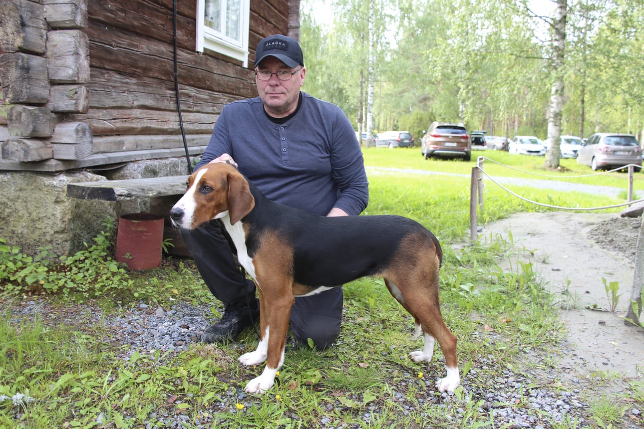 Vihantilaisella Jukka Kalliolla on ollut ajokoiria vuodesta 1980 lähtien. Tekla ei ole ainoastaan näyttelymenestyjä. Se on myös oiva metsästyskoira.
