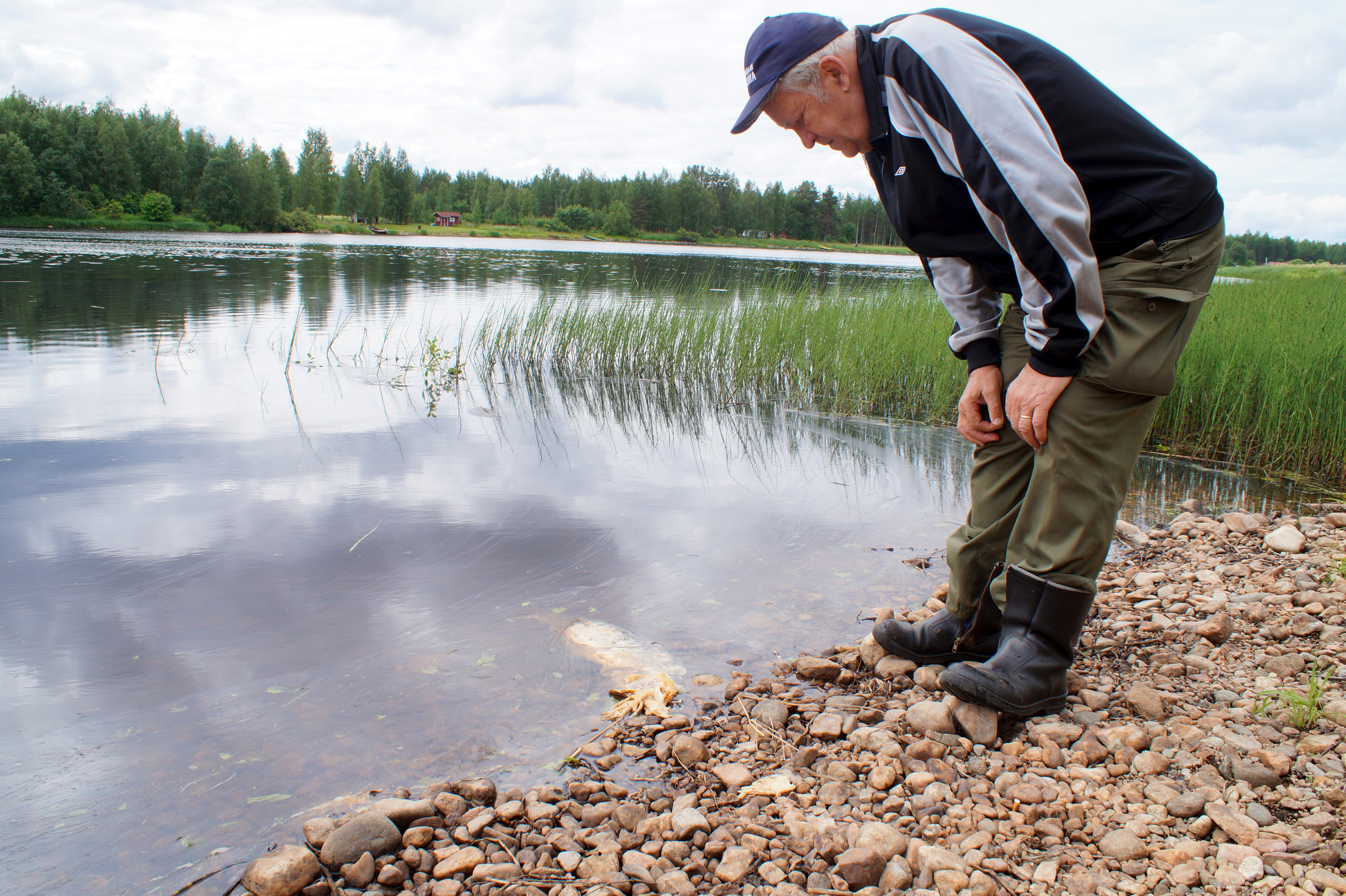 Kuolleita lohia Iijoessa – lämmin vesi pakotti lopettamaan ylisiirrot