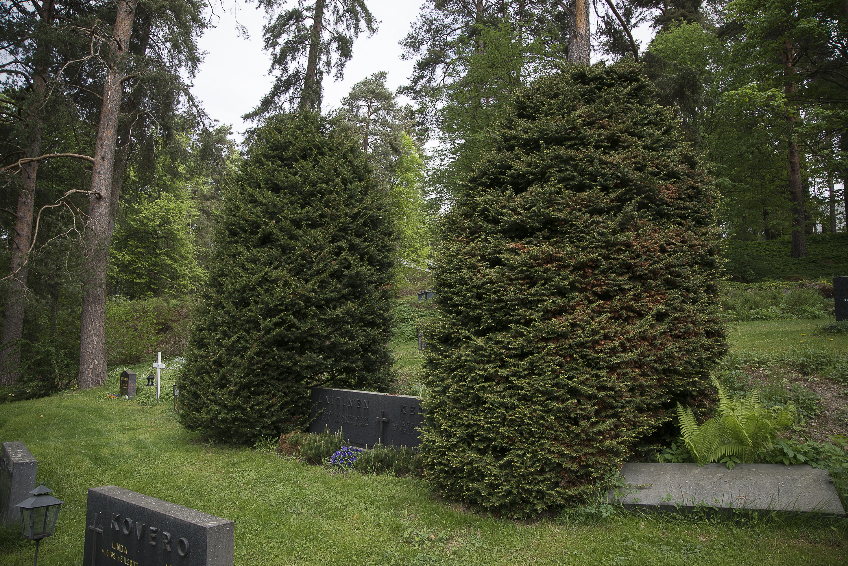Haudalle on istutettu marjakuusia, jotka ovat vuosien aikana kasvaneet. Haudoille ei saisi istuttaa puita eikä pensaita.