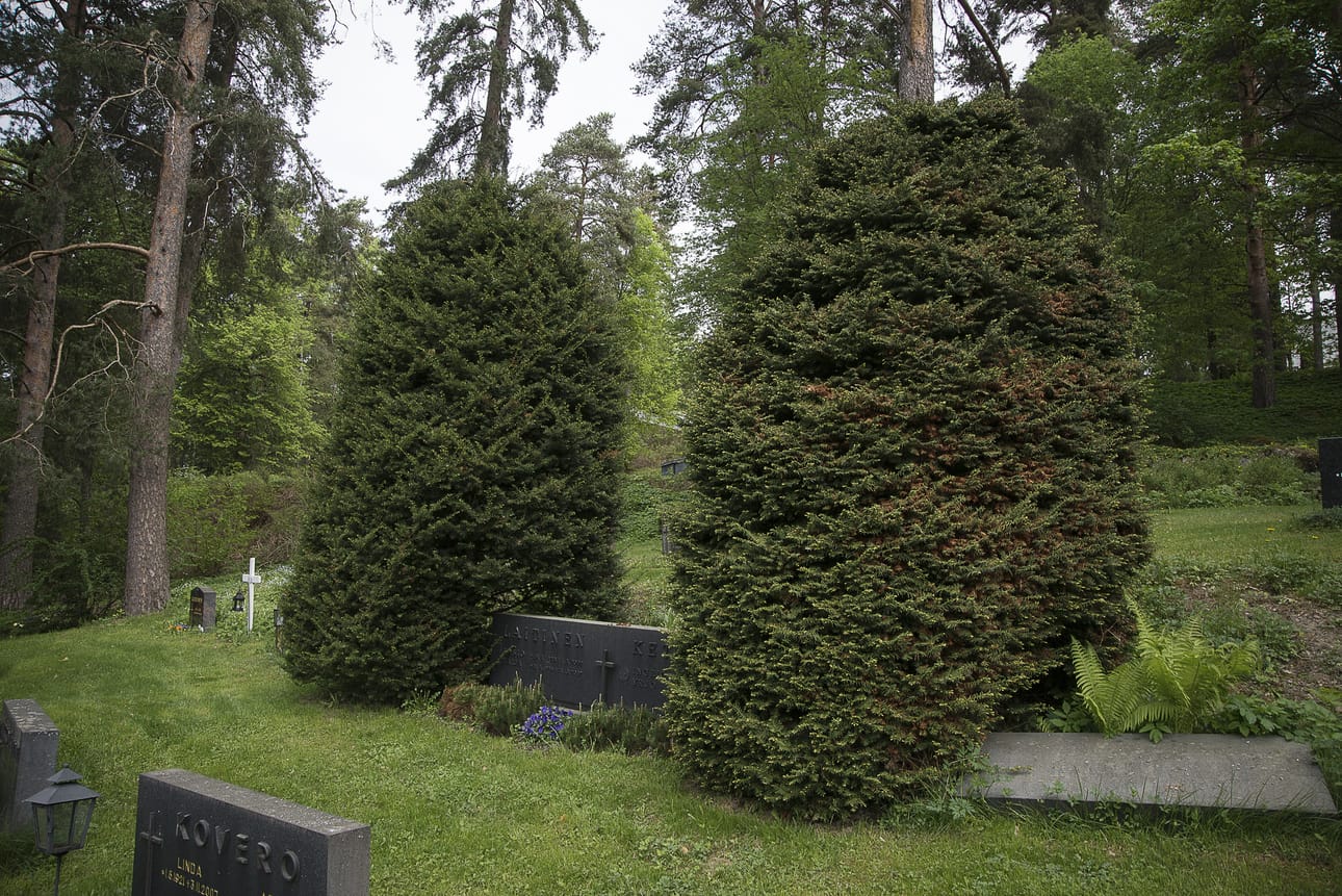 Haudalle on istutettu marjakuusia, jotka ovat vuosien aikana kasvaneet. Haudoille ei saisi istuttaa puita eikä pensaita.