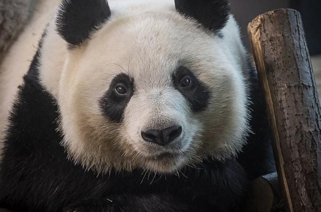 Kiiman merkit alkoivat näkyä Lumi-pandan käytöksessä maaliskuun alkupuolella. Arkistokuva.