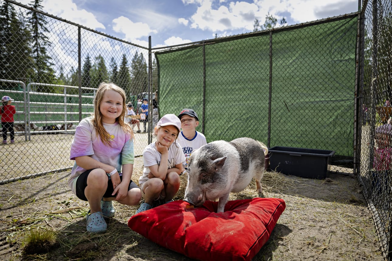 Lappalaisen perheen Martta, 9, Kerttu, 5, ja Oskari, 7, ovat tottuneita minipossun hoitajia.