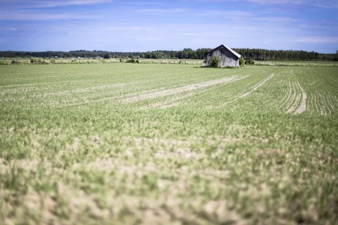Parin viime vuoden huonot sadot ovat koetelleet maatalouden kannattavuutta. KUVA: Maija Saanio