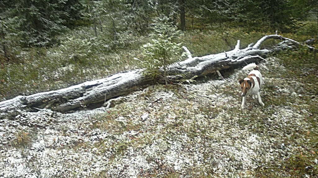 Sanni-koira pääsi ensilumen makuun hetkeksi Posiolla lokakuun alussa. Tulevalla viikolla lunta on luvassa koko Pohjois-Suomeen.