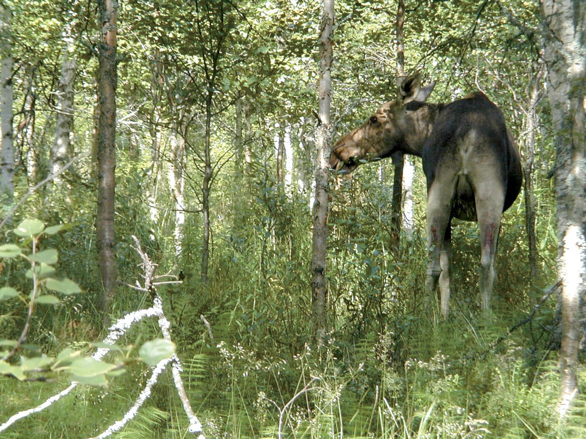 Hirvien kanta-arviot pitää saada tarkemmiksi, että lupamäärät eivät menisi pieleen.