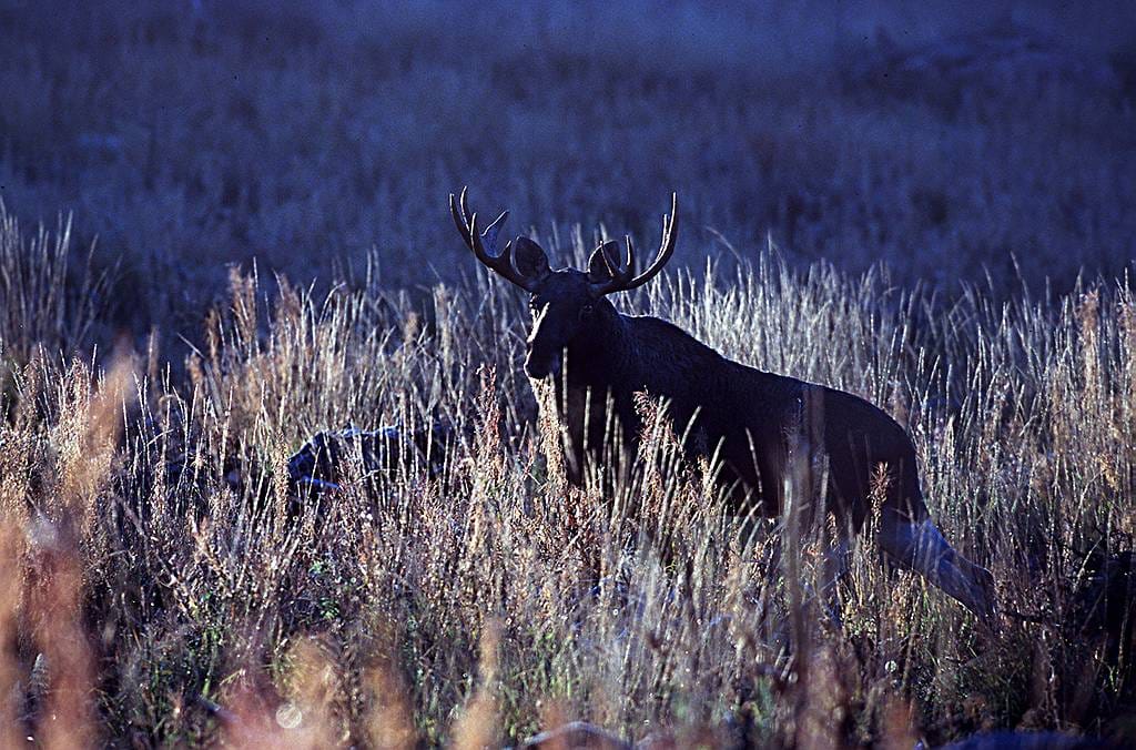 50-vuotias keminmaalainen yritti ampua metsoa, mutta kaatoikin hirven.