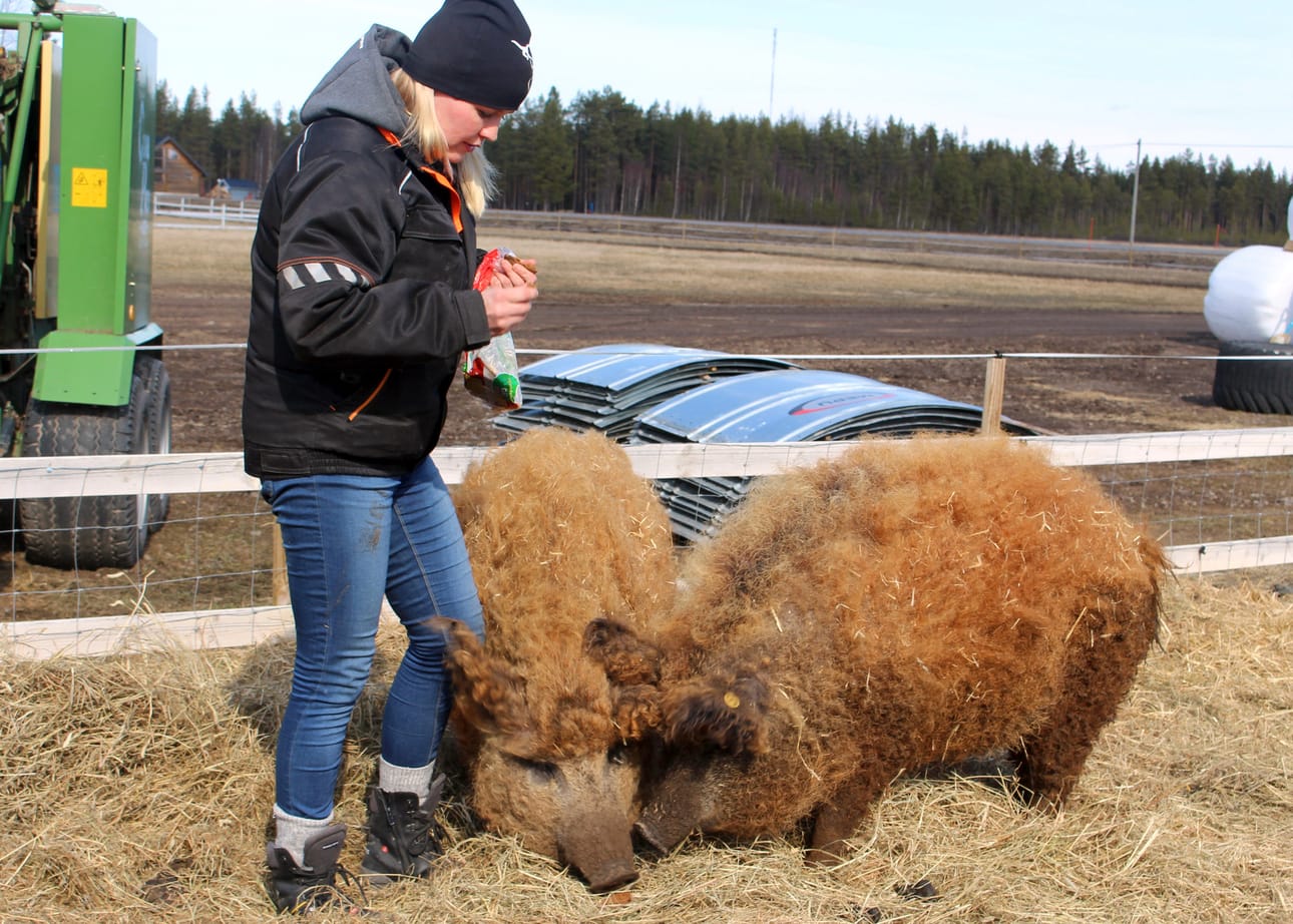 Ovet ovat avoinna lauantaina Johanna ja Jani Sovisalon maatilalla Rantsilan Pelkoperällä. Keväällä Johanna esitteli tilan eläimiä toimittajalle. Kuvassa Suomessa vielä hyvin harvinaisia Mangalitza-sikoja eli villapossuja.