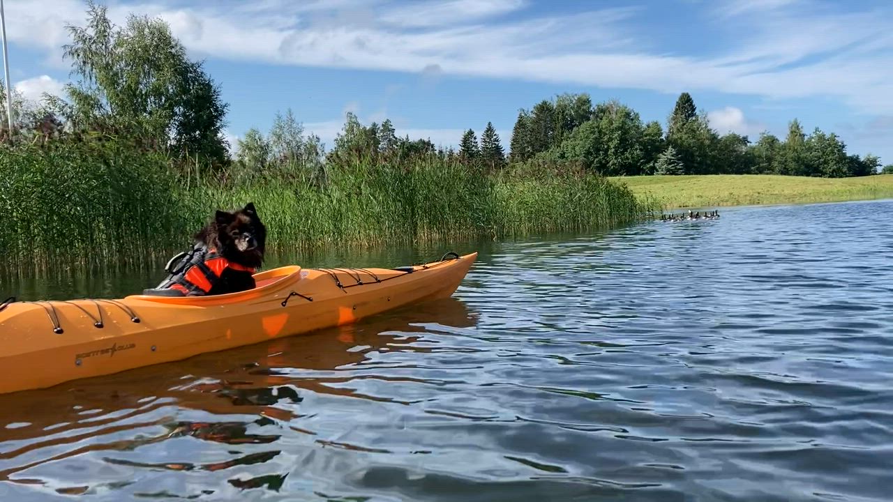 Kuura nauttii Raahen kesästä.