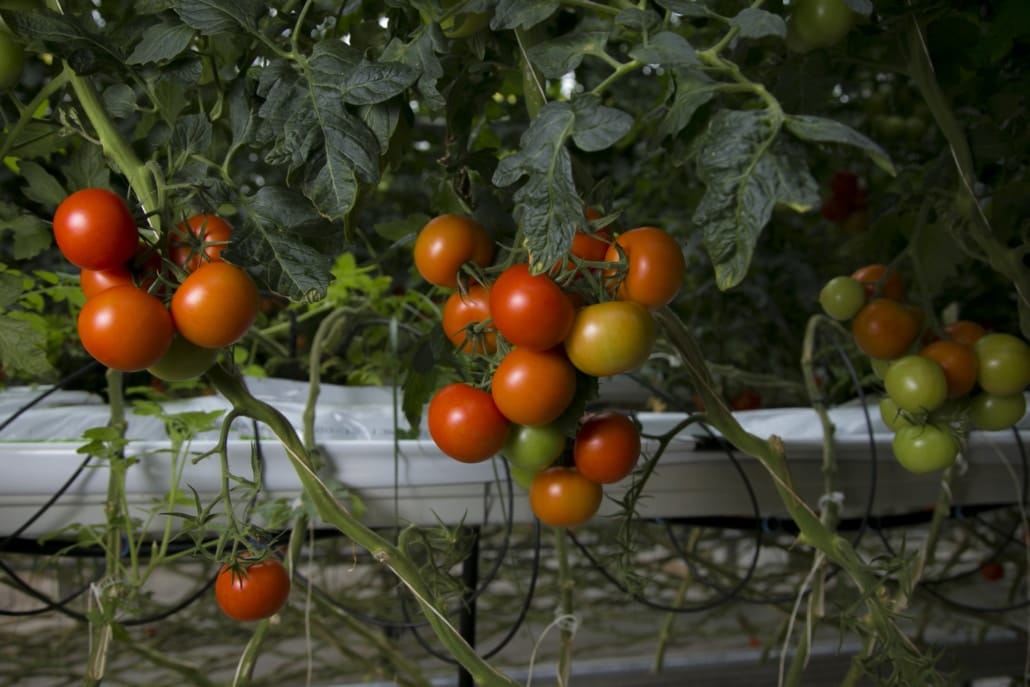 Sähkön hinnan nousu voi näkyä myös vihannesten hinnoissa.