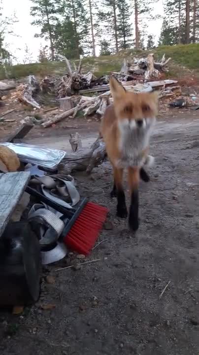 Kettu piipahti leirissä