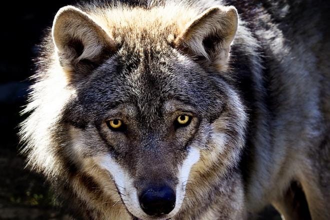 Pohjanmaan liiton mukaan määrätietoisten susitoimenpiteiden aika on nyt. KUVA: JOUKO HÄNNINEN