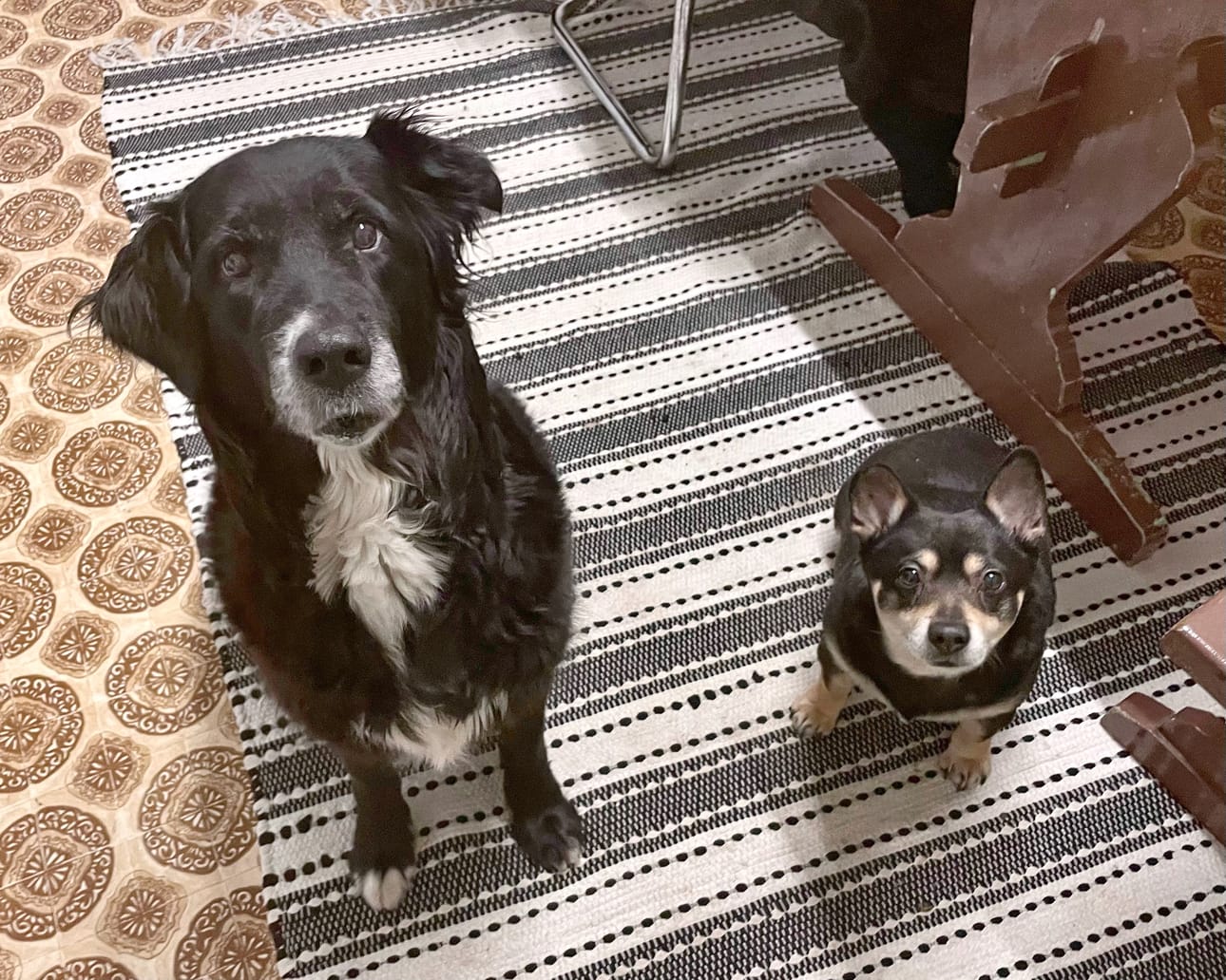 Hilla ja Zorro ovat kokoerostaan huolimatta iloiset ystävät.