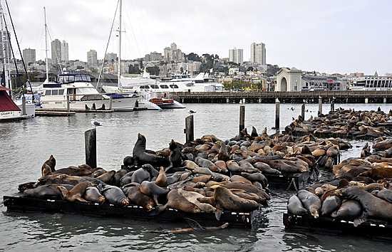 San Franciscon kalifornianmerileijonat elävät sulassa sovussa ihmisten kanssa keskellä kaupungin turistisatamaa. Ne ovat oppineet varomaan veneiden potkureita.