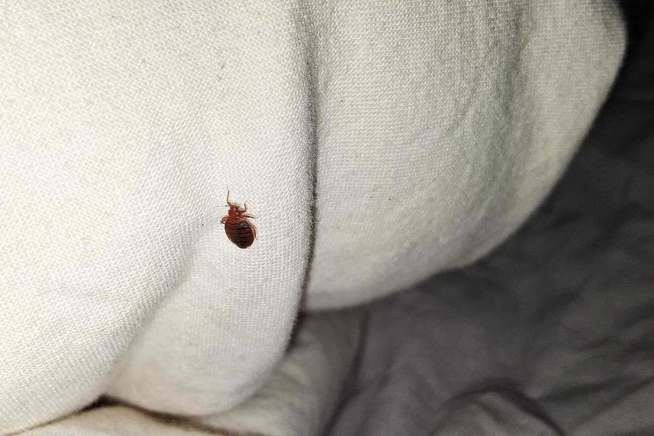 Perheen äidille oli kerrottu, että ensimmäiseen ludeasuntoon oli jo tilattu tuholaistorjuja kartoittamaan asunnon tuholaistilanne.