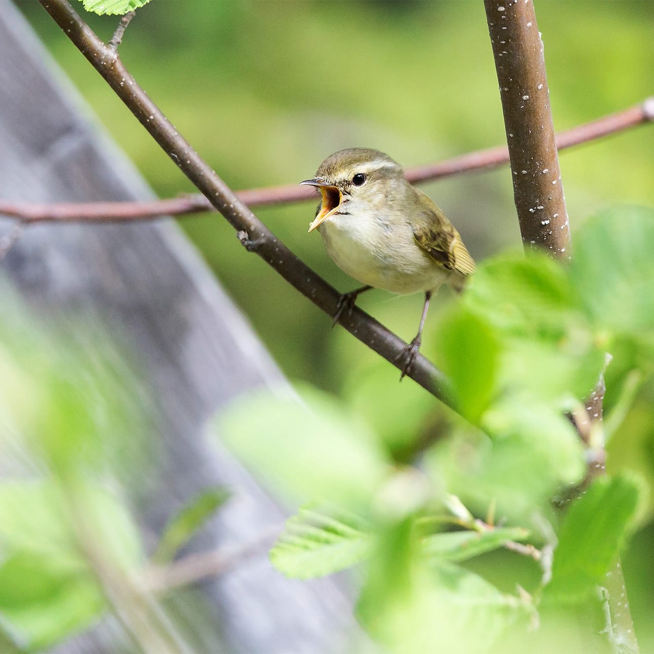 Idänuunilinnun voi bongata Sanginjoelta.