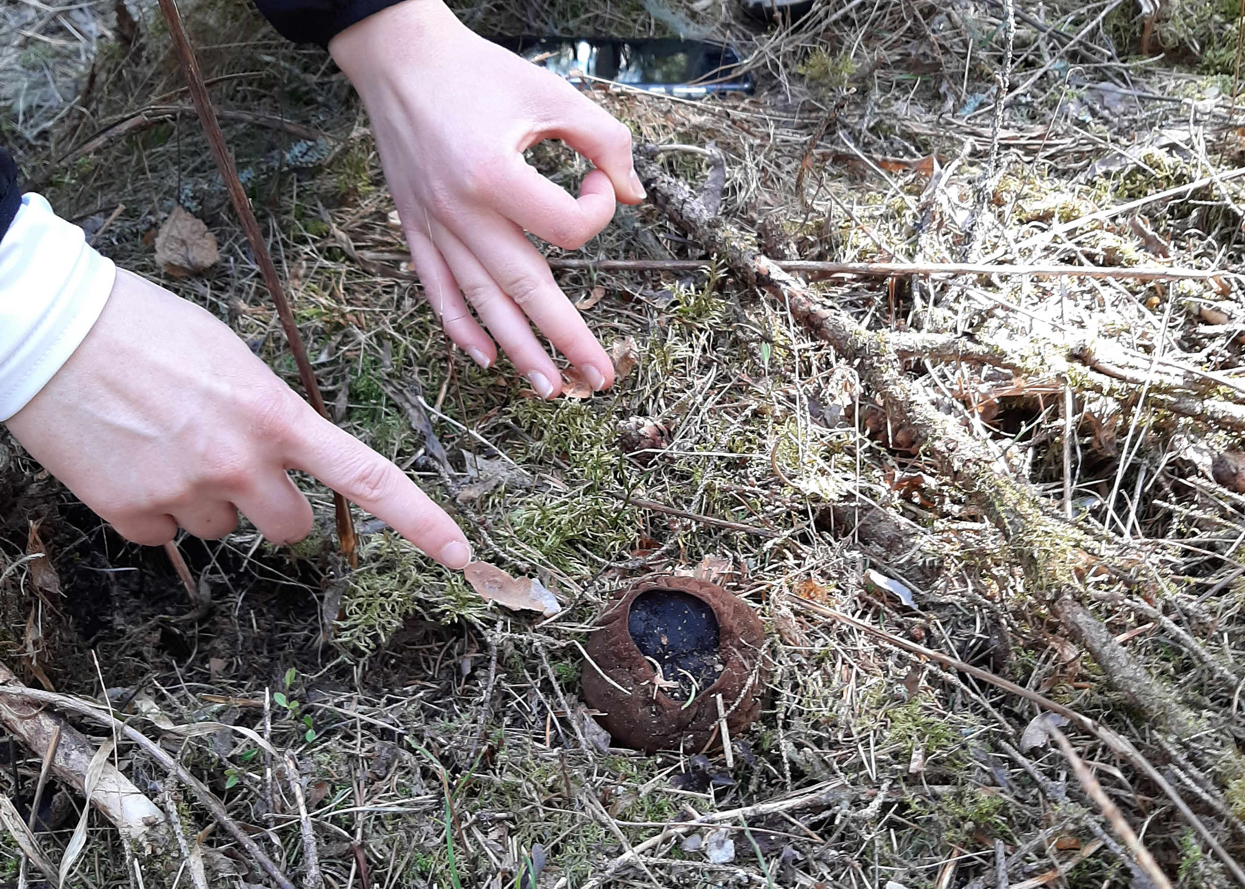 Harvinainen hytymaljakas-sieni osui oulaistelaisten Tuula ja Keijo Pylvään silmiin Petäjäskoskella metsäpolun varressa