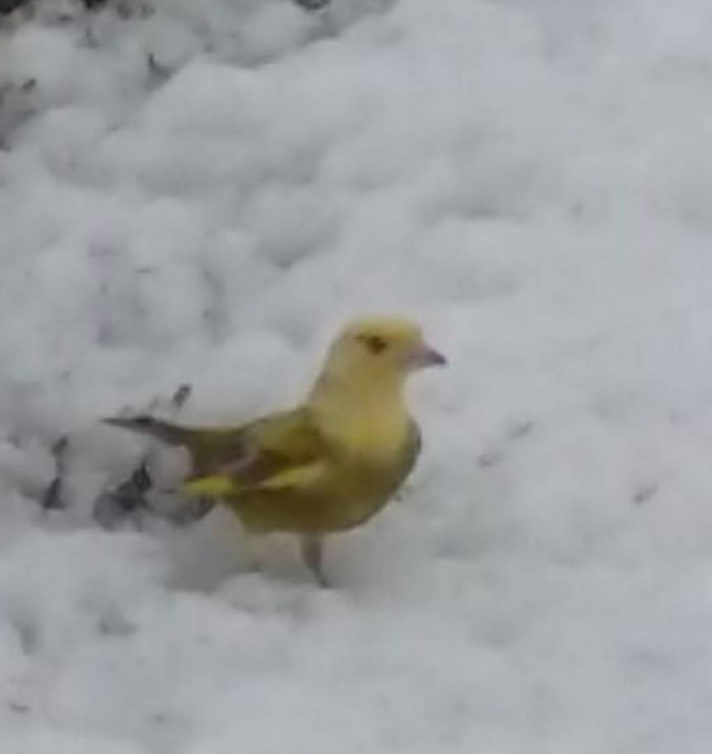 Outo lintu. Väriviallinen lintu lienee viherpeippo.