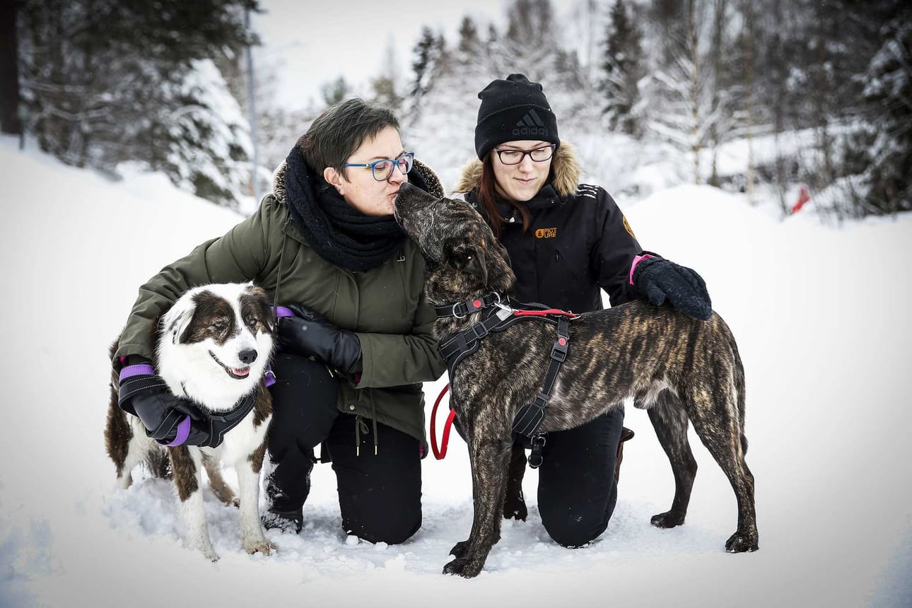 Lenkillä. Petrasten Nero ja Elina Malkamäen Redi ovat molemmat Romaniasta, mutta koirien tausta on erilainen. ”Nämä ovat viisaita koiria ja tottuneet reagoimaan nopeasti eri tilanteisiin. Muuten ne tuskin olisivat edes säilyneet hengissä”, Anne Petranen ja Elina Malkamäki sanovat.