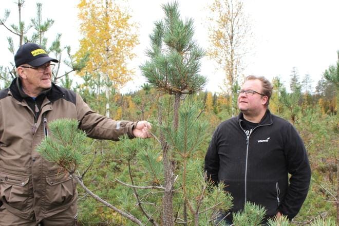 Metsäasiantuntija Heikki Mäkelä ja Petri Koskenmäki totesivat taimikon surkean tilan. –Tästä ei enää sahapuuta saada, Mäkelä totesi hirven runtelemasta männystä. KUVA: SAILA COLLANDER